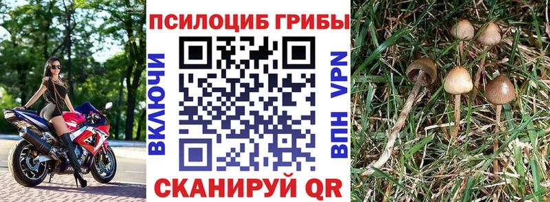 Псилоцибиновые грибы Psilocybe Певек